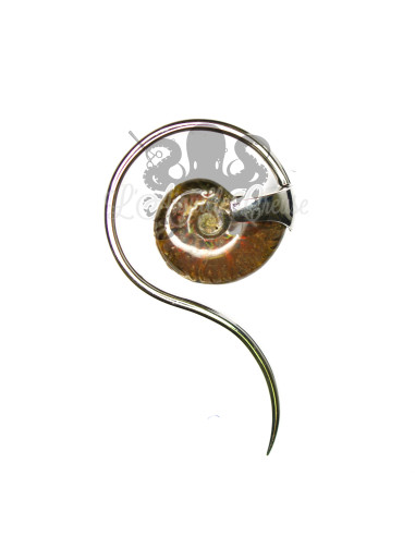 Paire de poids Ammonite - Quetzalli